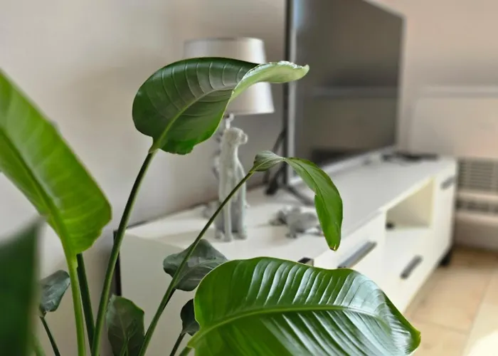 Daire Dolina Baryczy Milicz